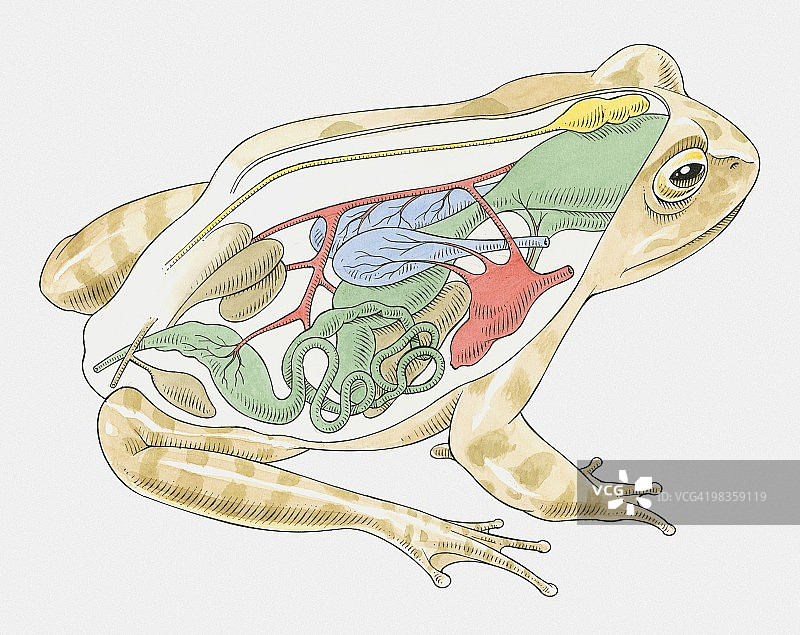 青蛙解剖图解图片素材