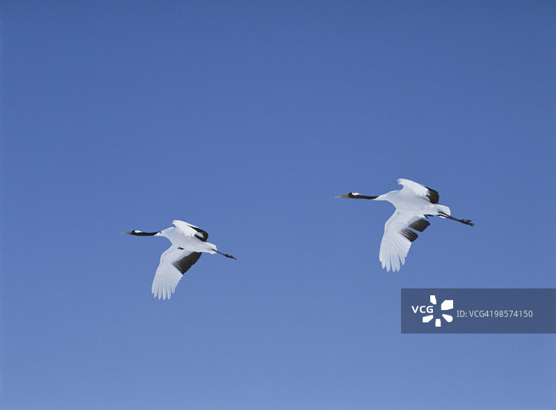 日本鹤在蓝天上飞翔图片素材