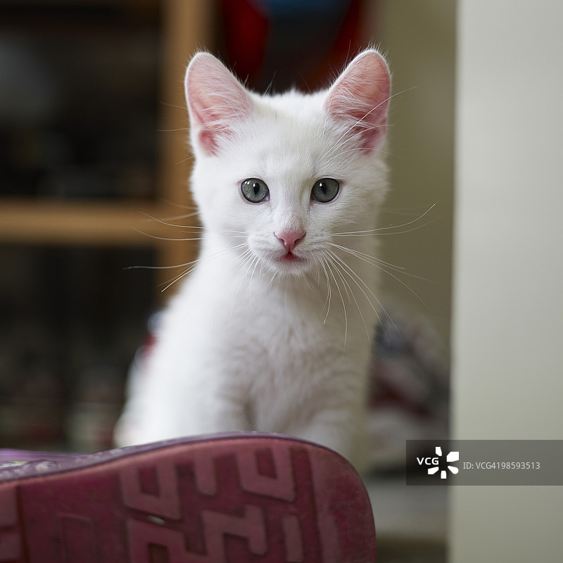 一只白色小猫的肖像，瑞典。图片素材
