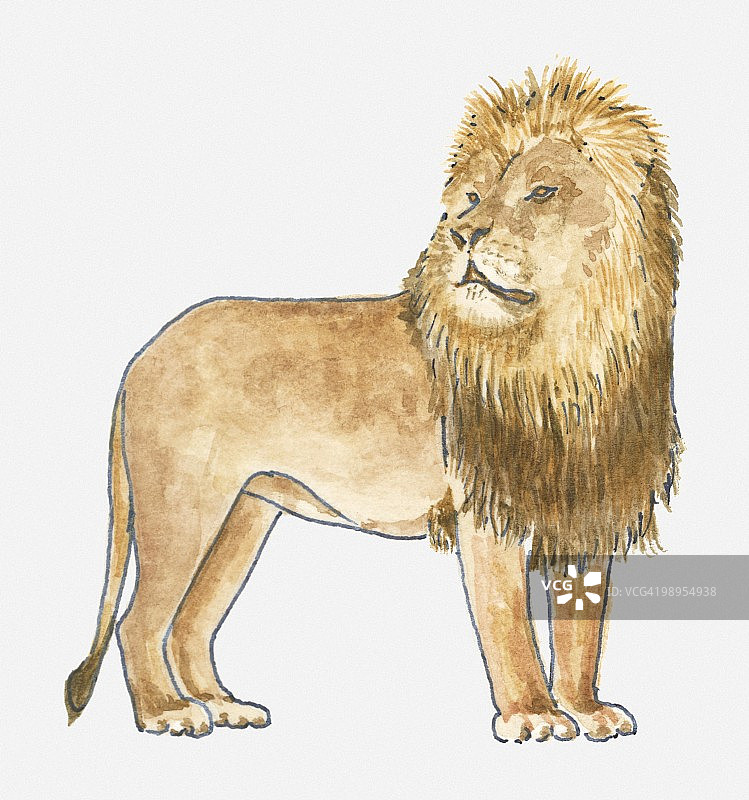 狮子(狮子)站立的插图图片素材