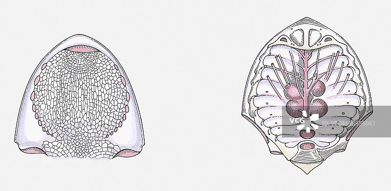 史前头棘鱼的解剖学插图，头部的下部和内部头部结构图片素材