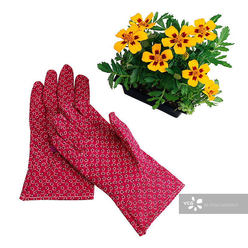 花园手套和万寿菊图片素材