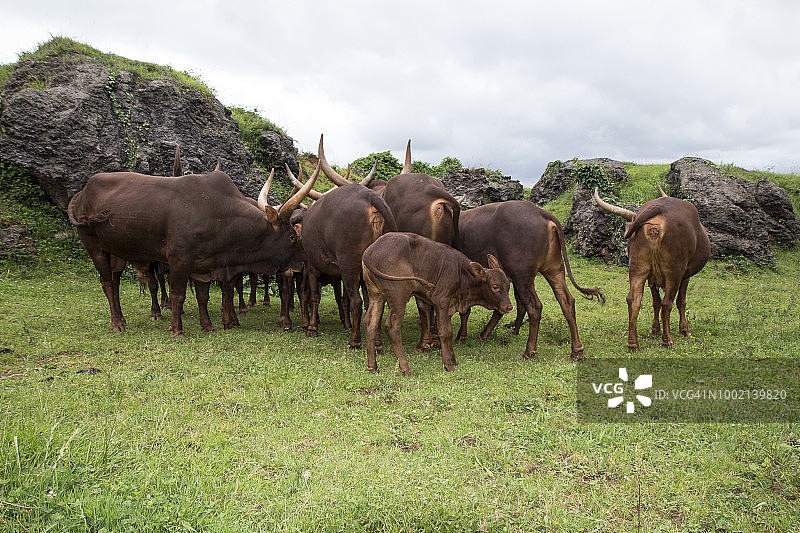 安科勒-瓦图斯牛品种图片素材