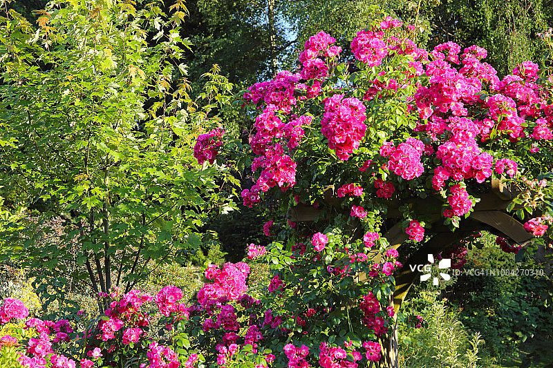 花园中玫瑰拱门上的美国蔷薇柱。图片素材