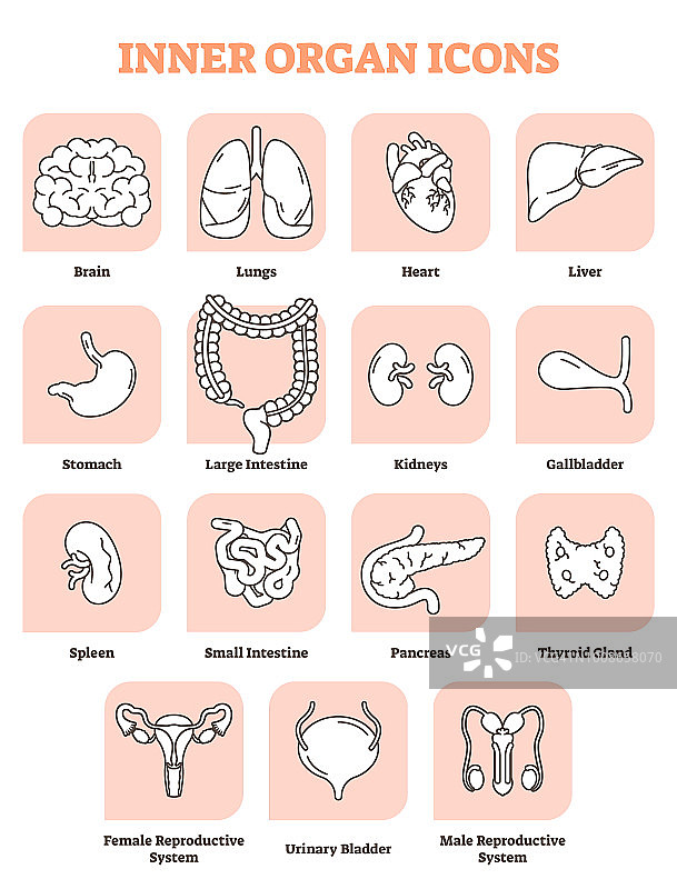 内部器官图标矢量插图收集集。标注医疗和解剖人类的大脑，肺，心脏，肝脏和胃。所有男性和女性的内部身体部位图片素材