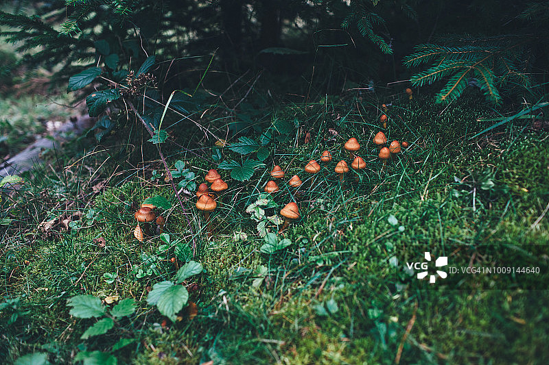 森林里的草地上有褐色的食用蘑菇图片素材