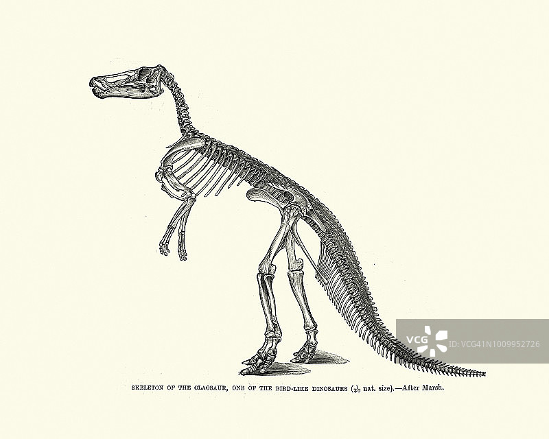 甲骨龙，类似鸟的恐龙图片素材
