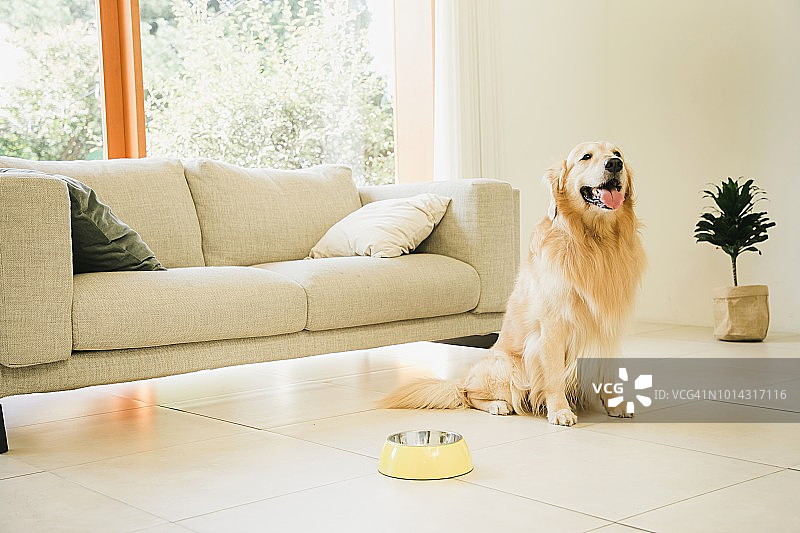 一只金毛猎犬坐在客厅里图片素材