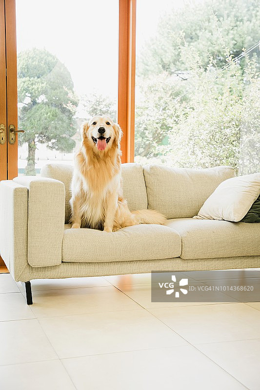 一只金毛猎犬坐在客厅的沙发上图片素材