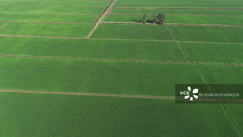 这是一棵生长在广阔稻田中的树的航拍图像，中国安庆的农田图片素材