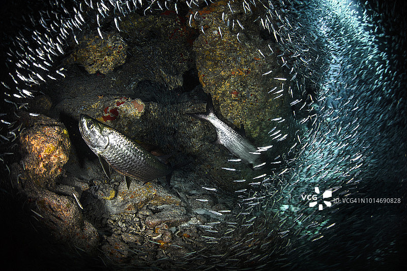 大海鲢鱼图片素材