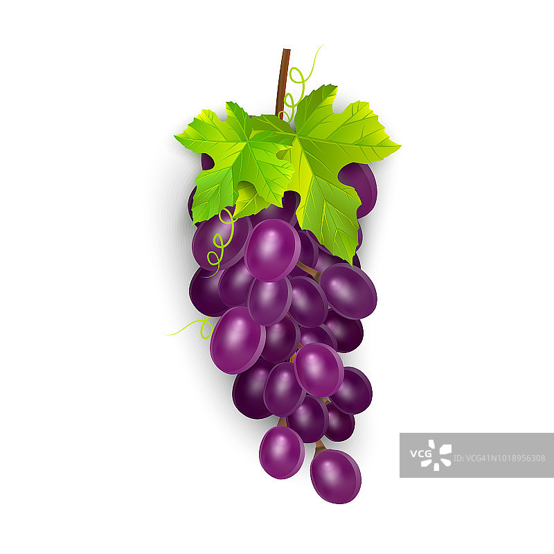 红色的鲜食葡萄，酿酒葡萄。新鲜水果，三维矢量图标设置。一串成熟的葡萄，向量eps 10图片素材