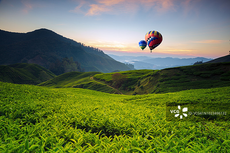 马来西亚卡梅隆高地、茶谷、日出之巅的热气球和景观观景台图片素材