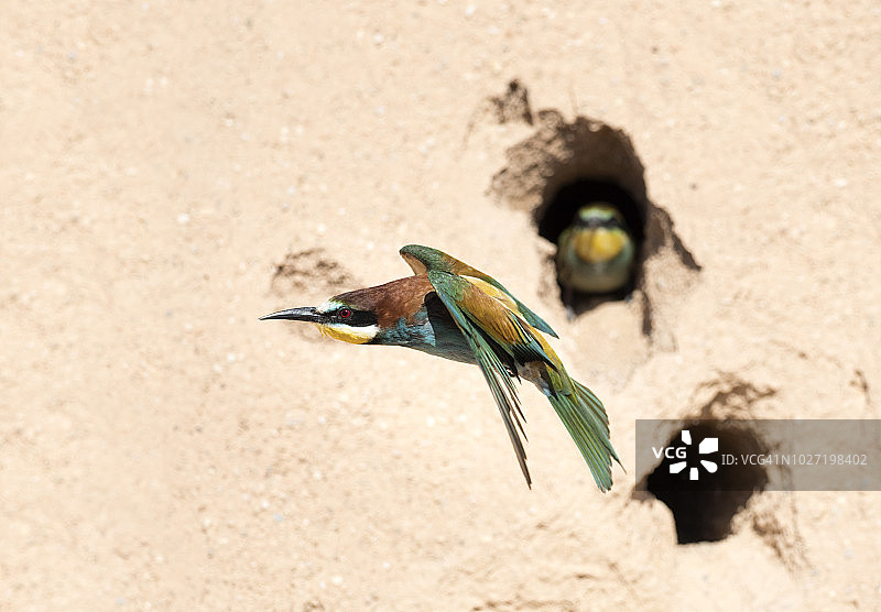 欧洲食蜂鸟。鸟嘴里叼着一只昆虫喂它的伙伴，飞到旁边在沙地上建的巢。图片素材