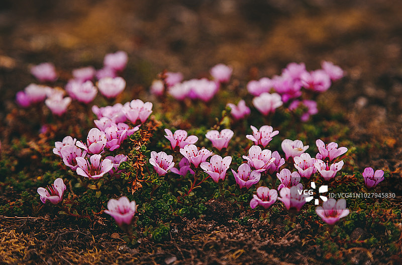 挪威斯瓦尔巴特群岛的花图片素材