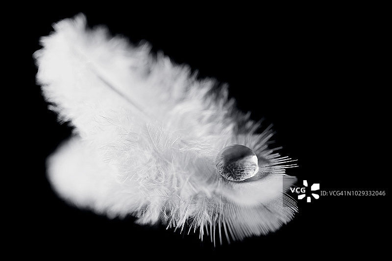 鸟羽毛上有水滴的单色照片图片素材