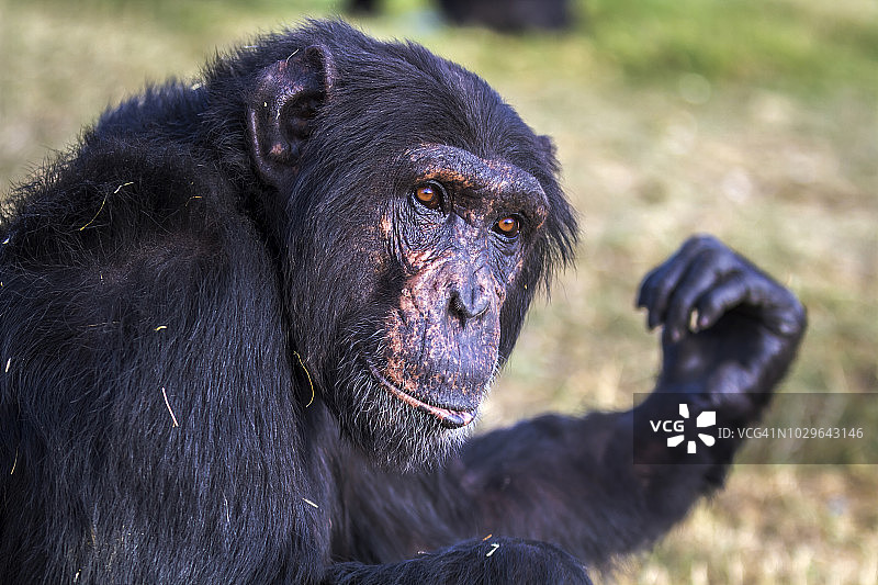 Chimpanzee在Ol Pejeta, laikipia图片素材