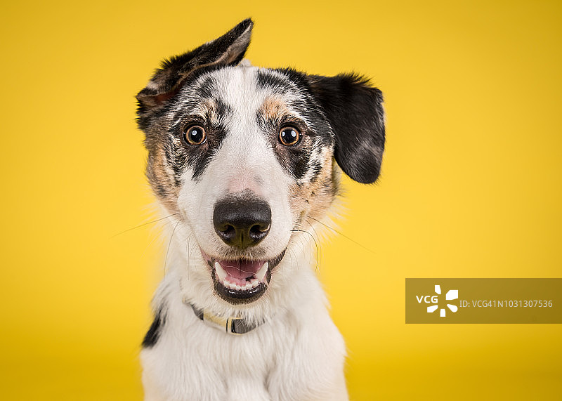 黄色背景上的快乐狗图片素材