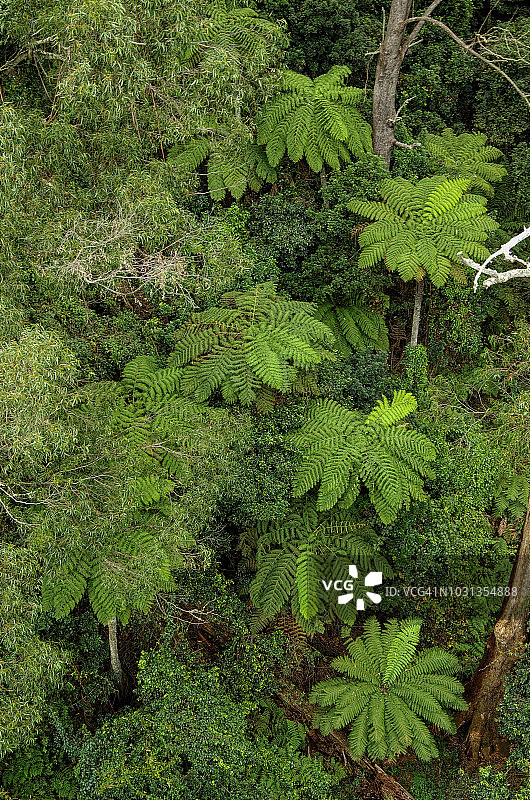 鸟瞰图的树蕨和其他植物在温暖的温带雨林伊拉瓦拉悬崖，骑士山，新南威尔士州，澳大利亚图片素材