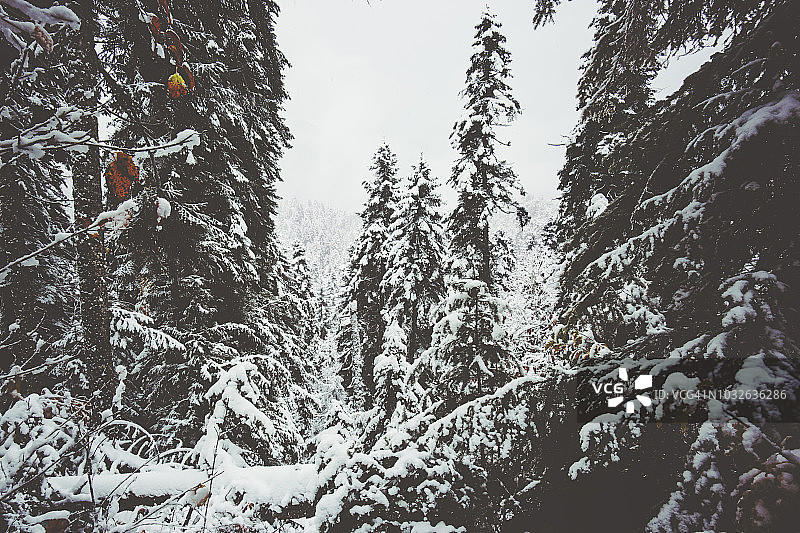 冬季白雪皑皑的针叶林和高山景观旅游，景色宁静，天气寒冷图片素材