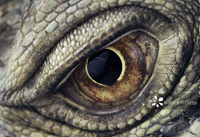 鬣蜥眼睛特写镜头图片素材