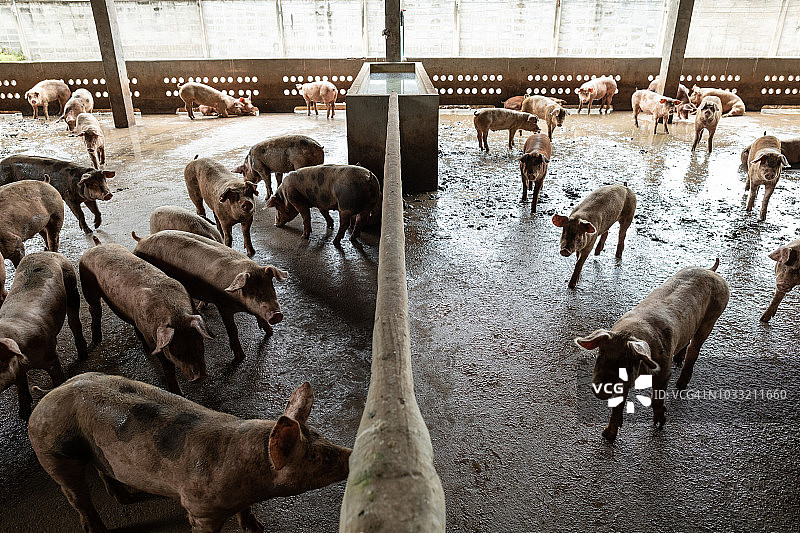 在发展中国家，养猪生产、安全的农场动物和牲畜农场是标准化的，以便与好农民一起创造收入。图片素材