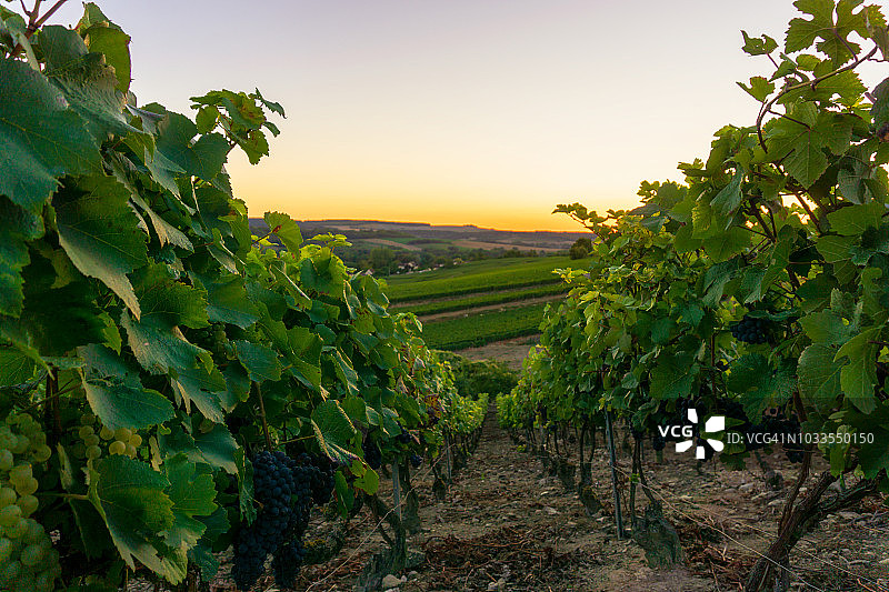 葡萄在香槟葡萄园在蒙太奇德兰斯乡村背景图片素材