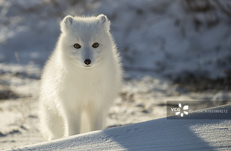雪地里的北极狐图片素材