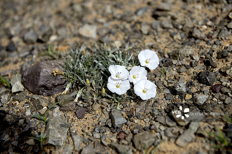 蒙古戈壁古尔万塞汗国家公园的野花图片素材
