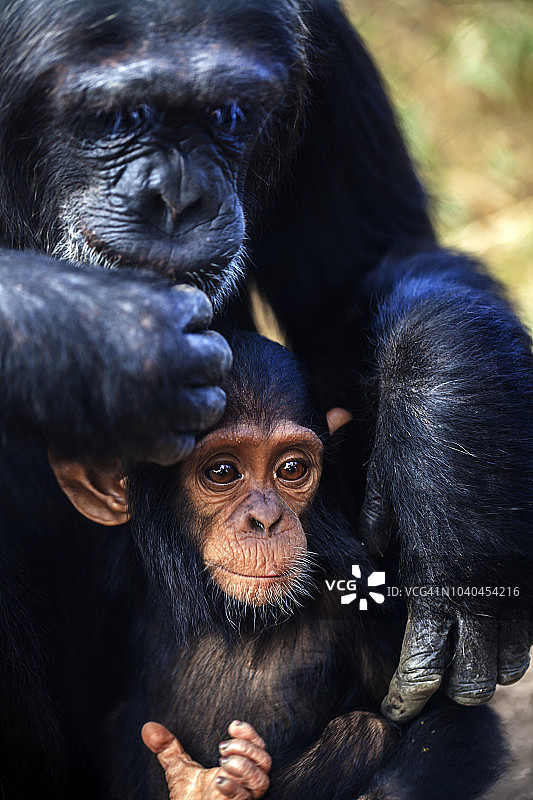 莱基皮亚的黑猩猩宝宝被妈妈抱在怀里图片素材