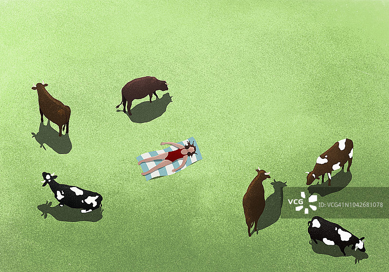 奶牛在吃草，妇女在田野里晒日光浴图片素材