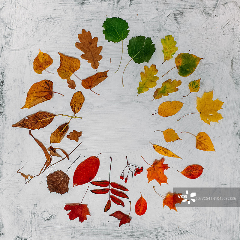 秋天的叶子上有白色的纹理。背景为您的设计与复制空间。秋天的概念图片素材