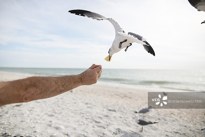 佛罗里达萨尼贝尔海滩上的海鸥图片素材