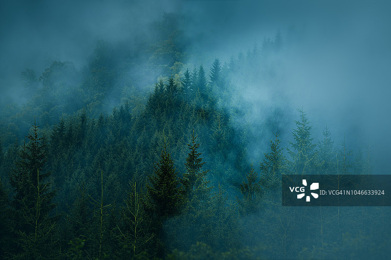 雾蒙蒙的森林,挪威图片素材