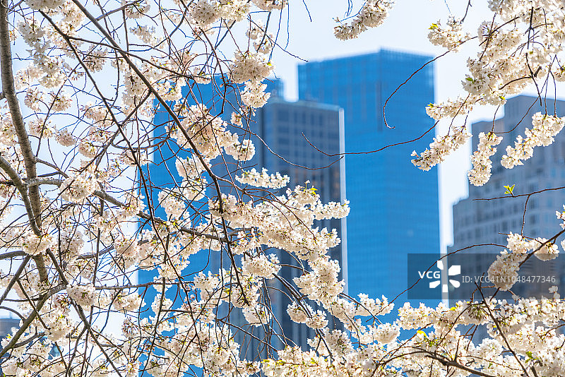 4月21日，在美国纽约中央公园，樱花盛开。图片素材