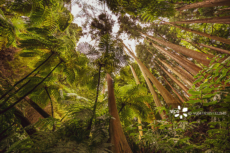 日本柳杉，亚速尔雨林中的镰刀冷杉图片素材
