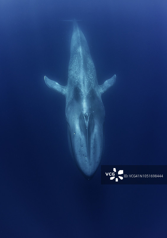 在亚速尔群岛的比科岛附近潜水的蓝鲸。图片素材