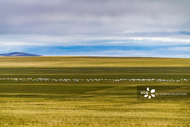 呼伦贝尔草原上的绵羊/中国内蒙古图片素材