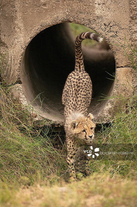 猎豹幼崽从混凝土管中出来图片素材