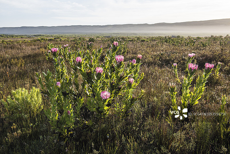 Protea compacta, Agulhas国家公园，西开普省，南非图片素材