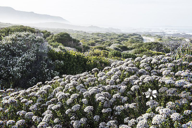 位于南非西开普省阿古拉斯国家公园的阿古拉斯海岸线上生长的异象图片素材