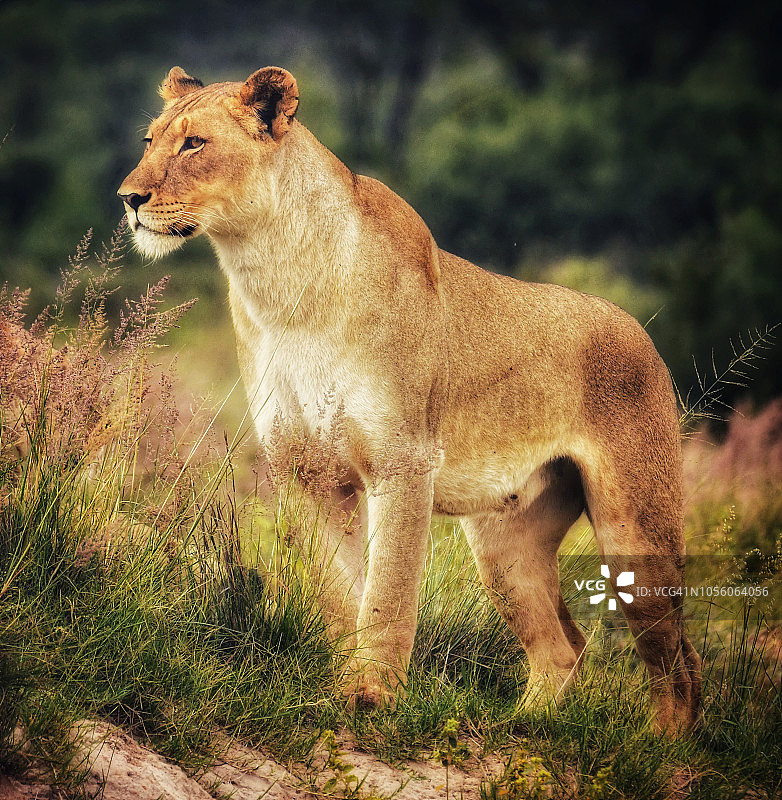 南非深夜灯光下的母狮图片素材
