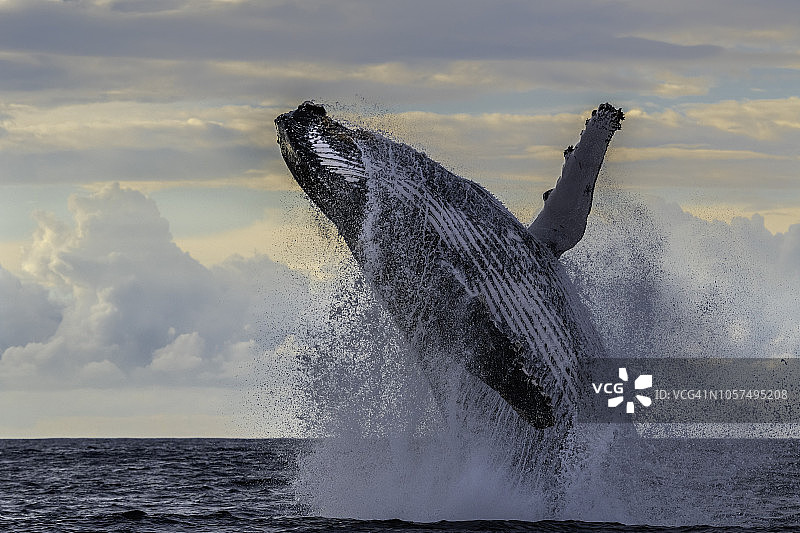 在每年冬季向北迁徙的鲸鱼中，大型座头鲸闯入南非东海岸。图片素材