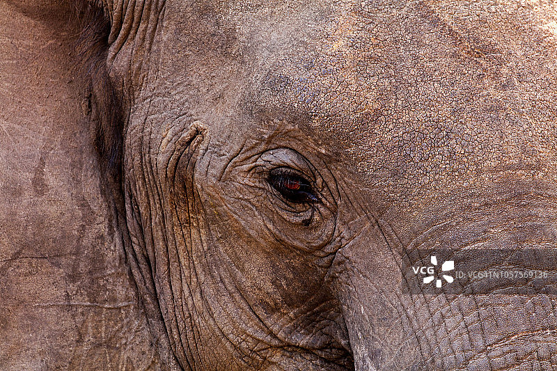 非洲象的肖像图片素材
