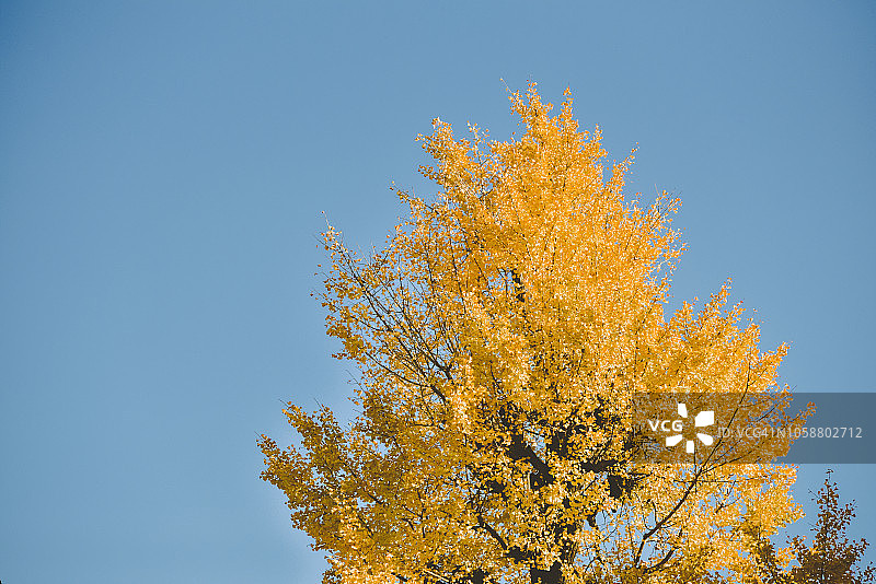 蓝天上的秋黄银杏树图片素材