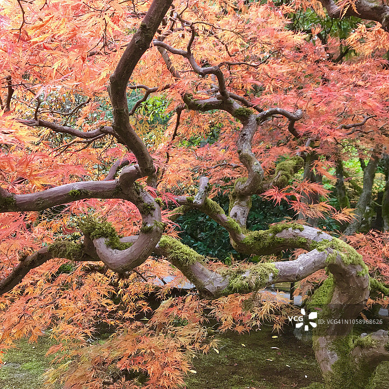 秋天的枫叶在秋天的颜色，日本花园，西雅图图片素材