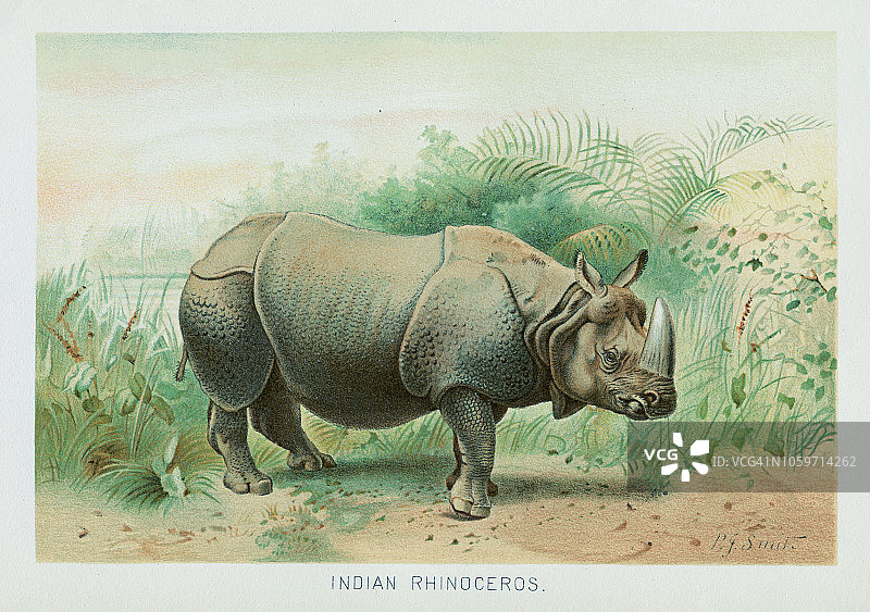 印度犀牛色版印刷术1896图片素材