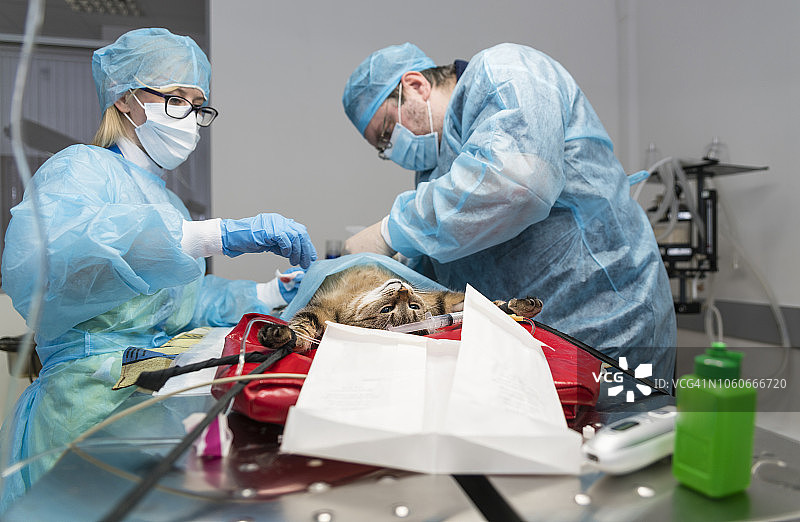 兽医诊所的外科手术。两个兽医组成的团队，男人，外科医生，女人，护士，在手术室救了猫。图片素材