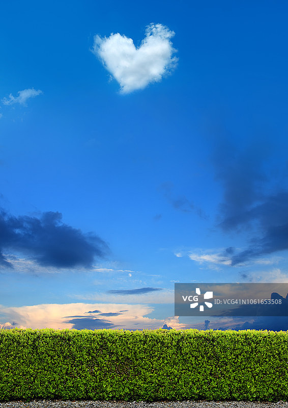 绿色的灌木栅栏在蓝色的天空和心形的云图片素材