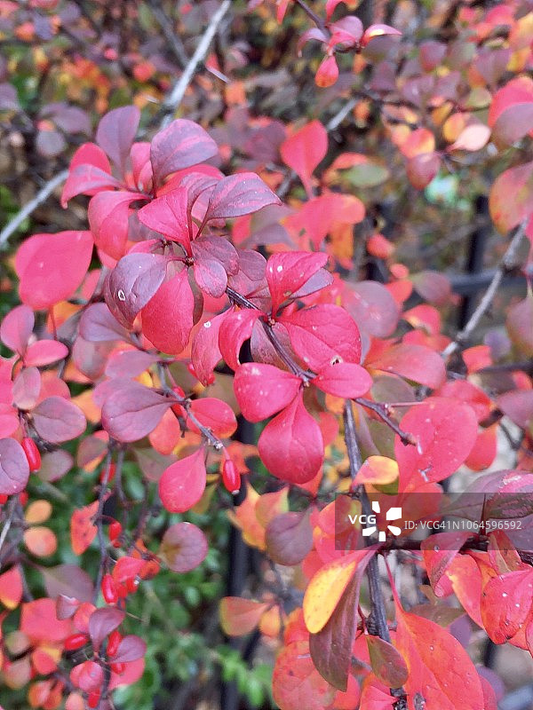 户外灌木上秋天的红叶图片素材